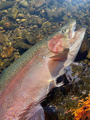 ニジマスの釣果