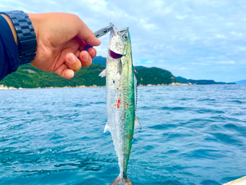 サゴシの釣果