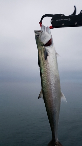 サゴシの釣果