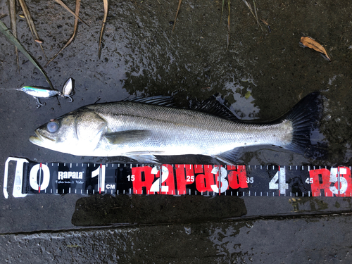 シーバスの釣果