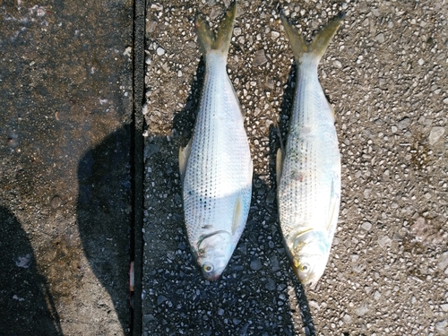 コノシロの釣果