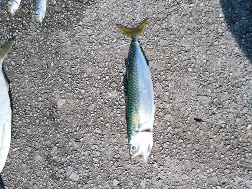 サバの釣果