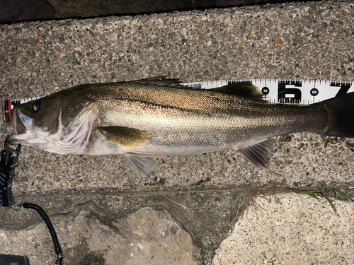 シーバスの釣果