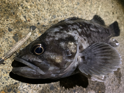 クロソイの釣果