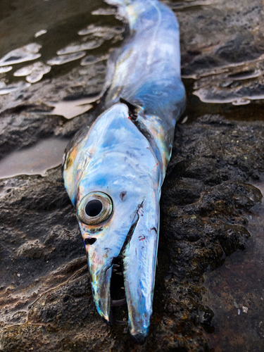 タチウオの釣果