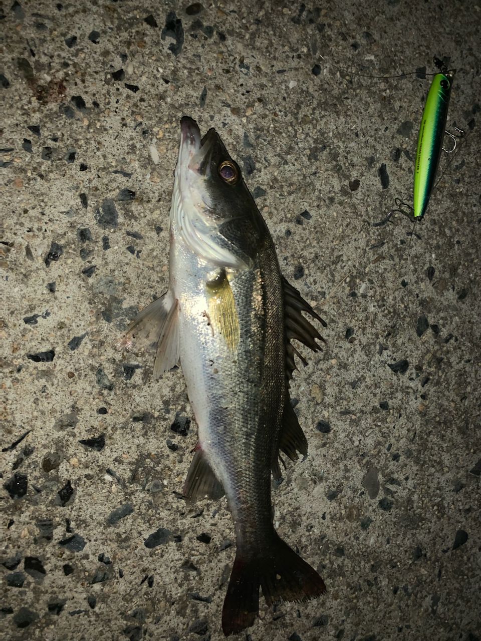 ハネ（ヒラスズキ）