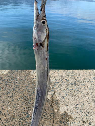 タチウオの釣果