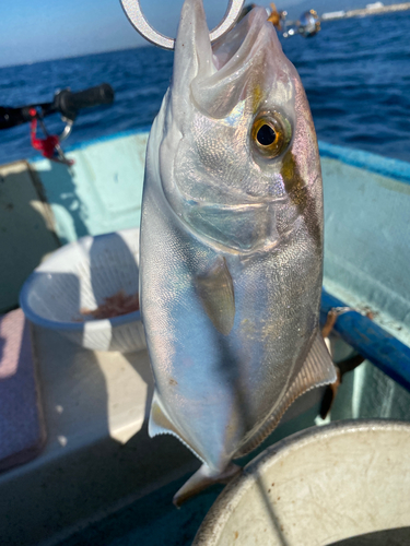 カンパチの釣果