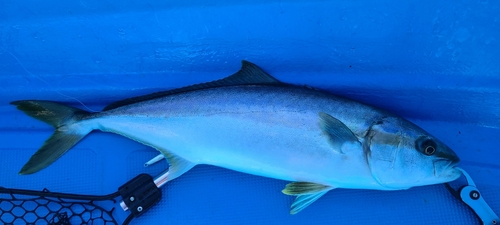 ヒラマサの釣果