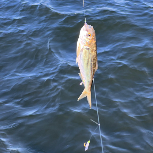 コノシロの釣果