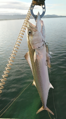 サゴシの釣果