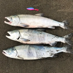 アキアジの釣果