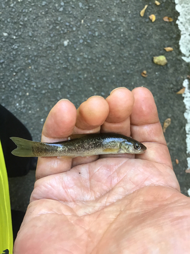 アブラハヤの釣果