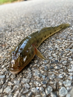 マハゼの釣果