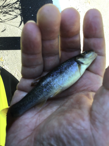 アブラハヤの釣果