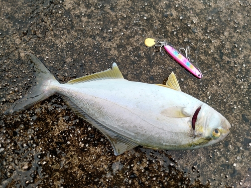 ショゴの釣果