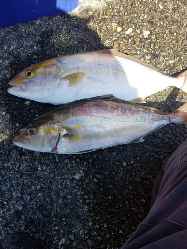 カンパチの釣果