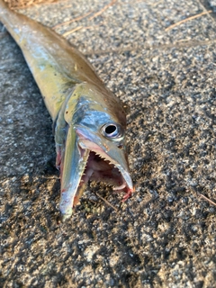 タチウオの釣果