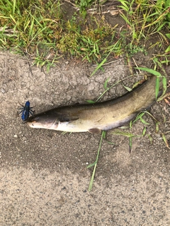 ナマズの釣果