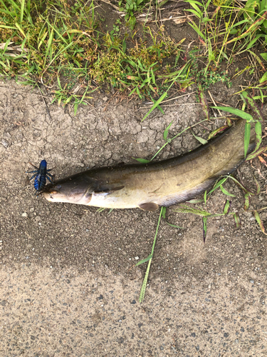 ナマズの釣果