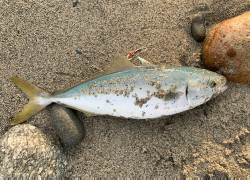 ツバイソの釣果