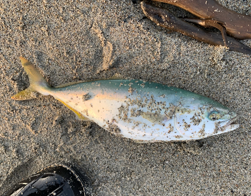 ツバイソの釣果