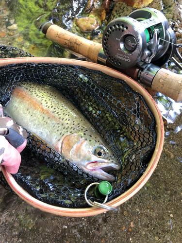 ニジマスの釣果