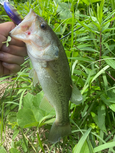 ブラックバスの釣果