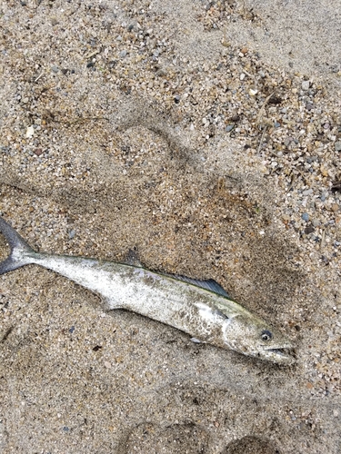 サゴシの釣果