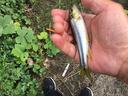 カワムツの釣果