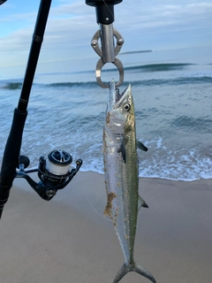 サゴシの釣果