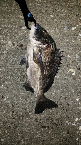 クロダイの釣果