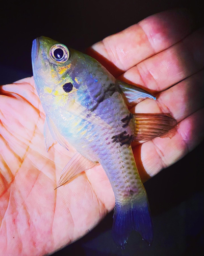 ミスジアカヒレイシモチの釣果