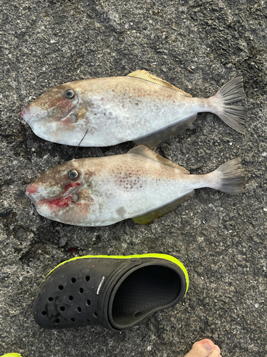 ウスバハギの釣果