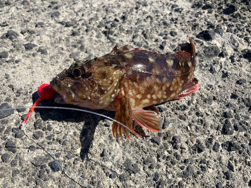 カサゴの釣果