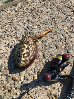コウイカの釣果