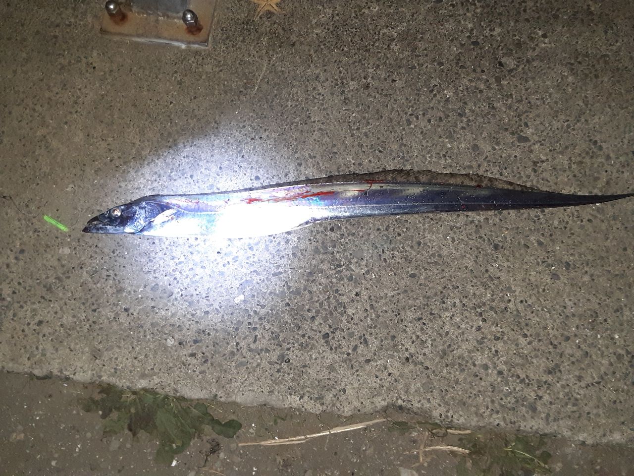 タチウオ