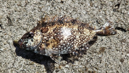 アイゴの釣果