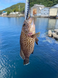 オオモンハタの釣果