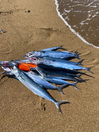 サゴシの釣果