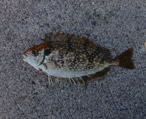 アイゴの釣果