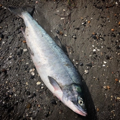 アキアジの釣果