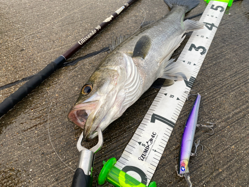 シーバスの釣果