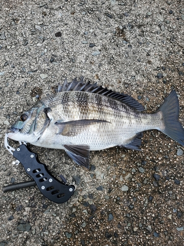 チヌの釣果