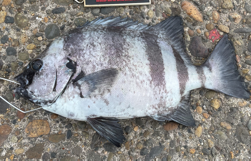 イシダイの釣果