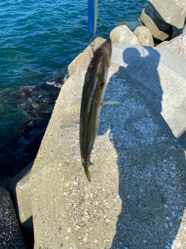 カマスの釣果