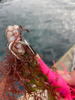 タコの釣果