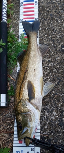 シーバスの釣果