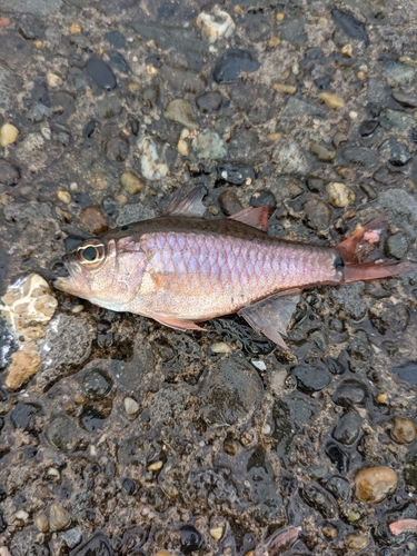 ネンブツダイの釣果