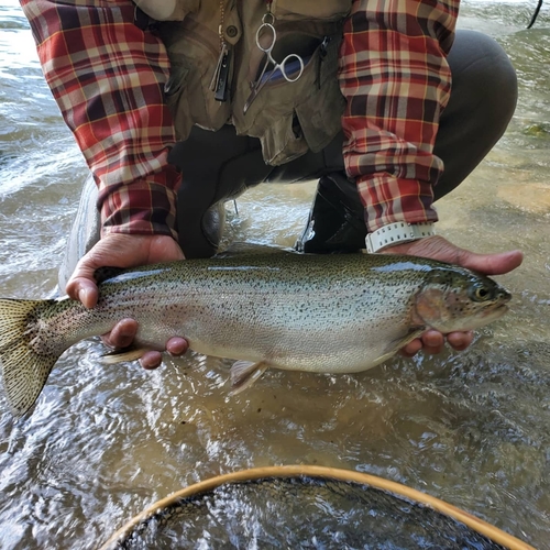 ニジマスの釣果